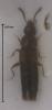 Oxypoda collinsi